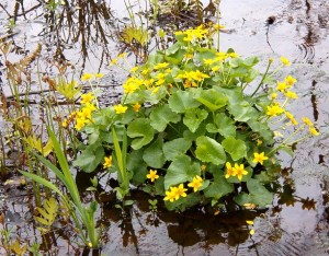 trolley marsh marigold