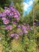 Asters-Old-Trolley-Line-1