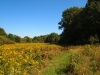 Old-Trolley-Line-Big-field-in-bloom