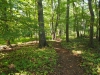 Old-Trolley-Line-woods-section-of-Pomeroy-Farm-trail