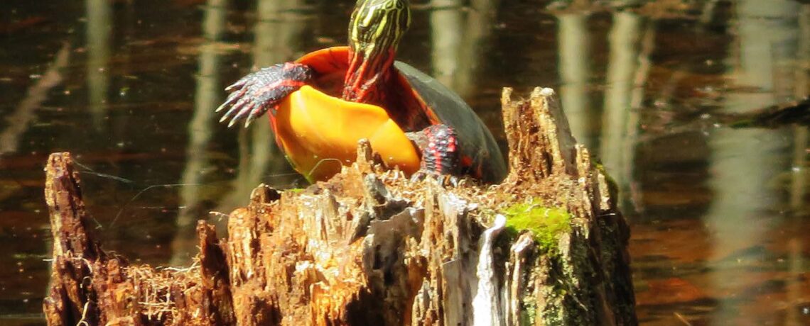 2026 PCT Calendars Available